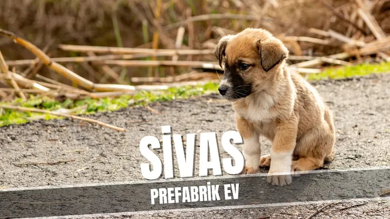 Sivas